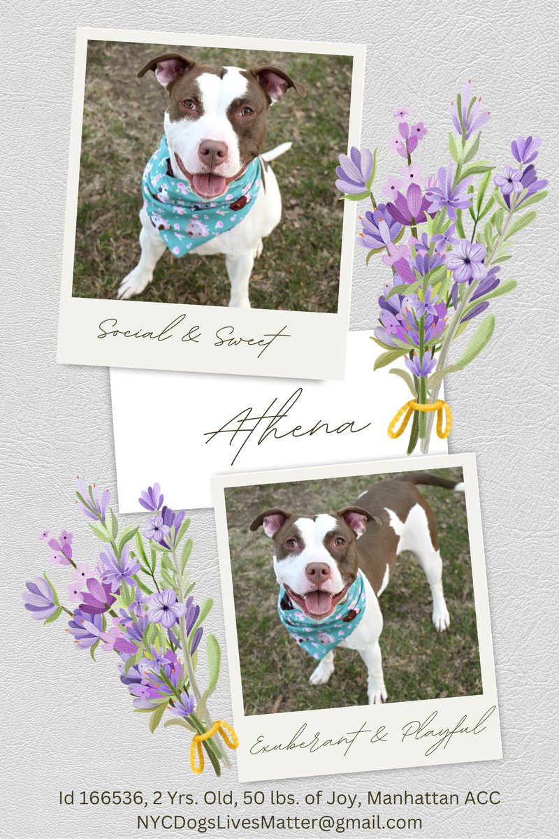 ckarr22's tweet image. Maybe the &quot;pros&quot; mistook sweet stray ATHENA for Charles Manson, she arrived in massive chains! Nothing but playful, loving, active she adores people, hugs &amp;amp; kisses. Instead of help #NYCACC Animal Prison gave her a #KillCommand b/c they hate happy puppies. Can you #FOSTER? PLEASE!