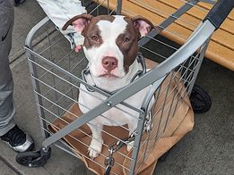 ckarr22's tweet image. Maybe the &quot;pros&quot; mistook sweet stray ATHENA for Charles Manson, she arrived in massive chains! Nothing but playful, loving, active she adores people, hugs &amp;amp; kisses. Instead of help #NYCACC Animal Prison gave her a #KillCommand b/c they hate happy puppies. Can you #FOSTER? PLEASE!