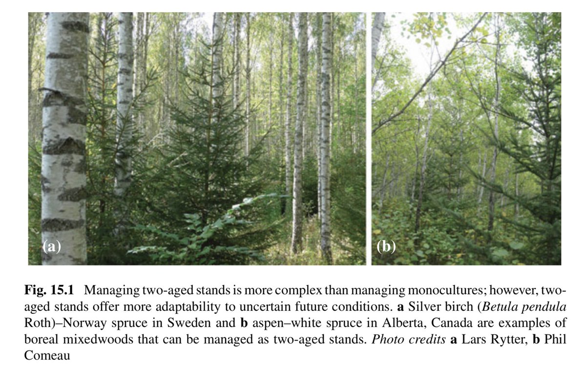 Current silviculture practices promote the homogenization of forests' structure and composition! 🌲
 
To sustain boreal forests' #Resilience, chap. 15 discusses of practices that encourage heterogeneity.

Read: link.springer.com/chapter/10.100…

✏️Patricia Raymond &amp; Klaus J. Puettmann