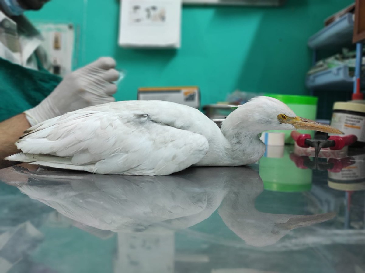 #Cattleegrets stand on the backs of bovines pick off parasitic bugs like ticks, fleas &amp; flies while egrets on the ground try to catch insects disturbed by the movement of the cattle

#WildlifeRehabilitation #allthatbreathes #wildliferescue #WildlifeRehab