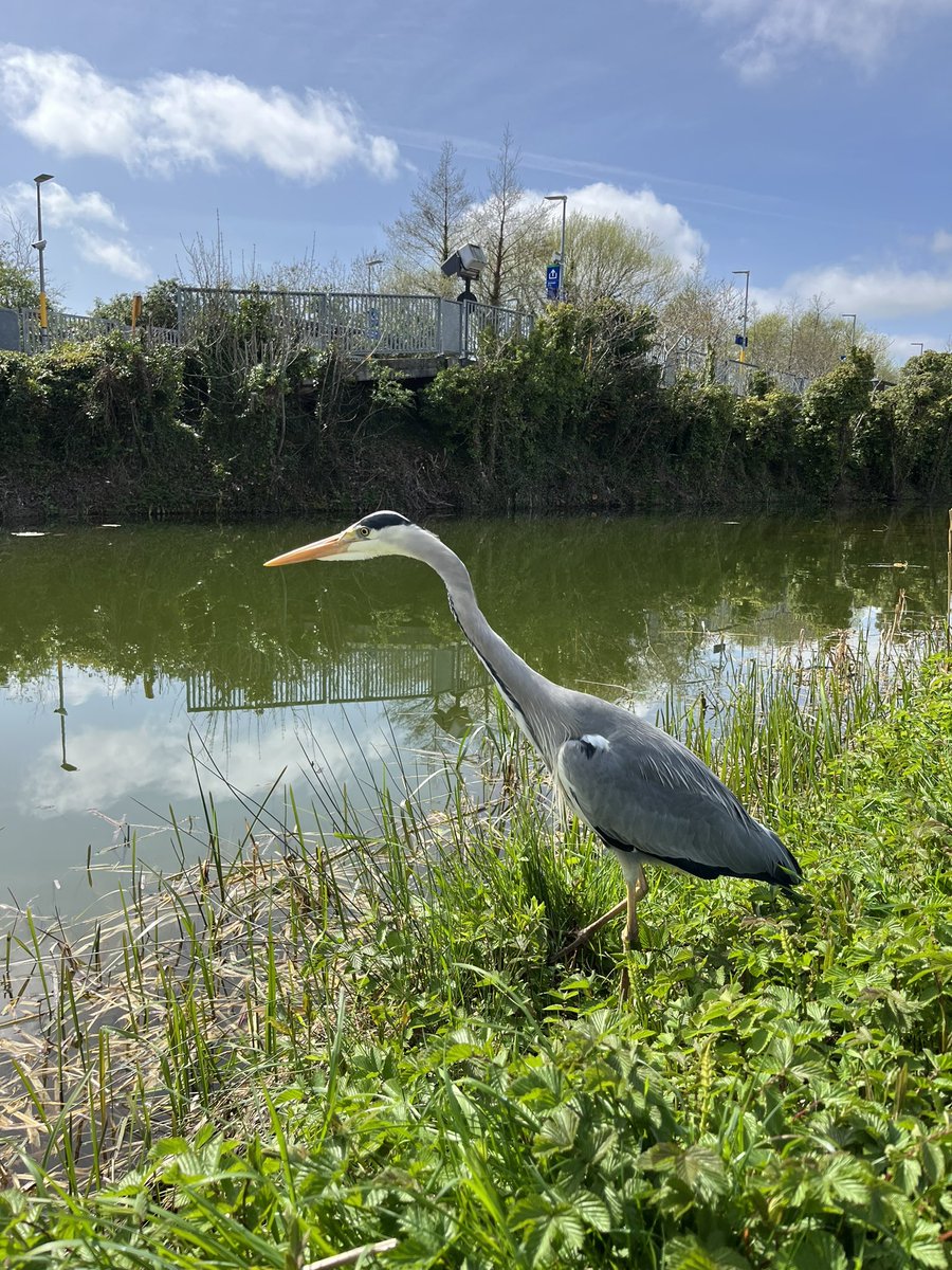 RMulhaire's tweet image. Gorgeous walk along the Royal Canal today - glorious sunshine and the first 99 of the summer!