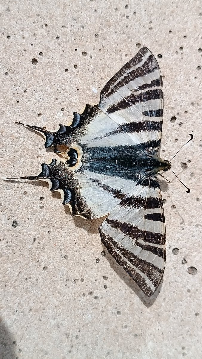 Malgrat la sequera, torna la papallona cebrada a #valldoreix, puntualment. Tingueu en compte que encara que menge fulles d'arbres fruiters, no és una plaga perquè només posa  dos o tres ous per arbre.