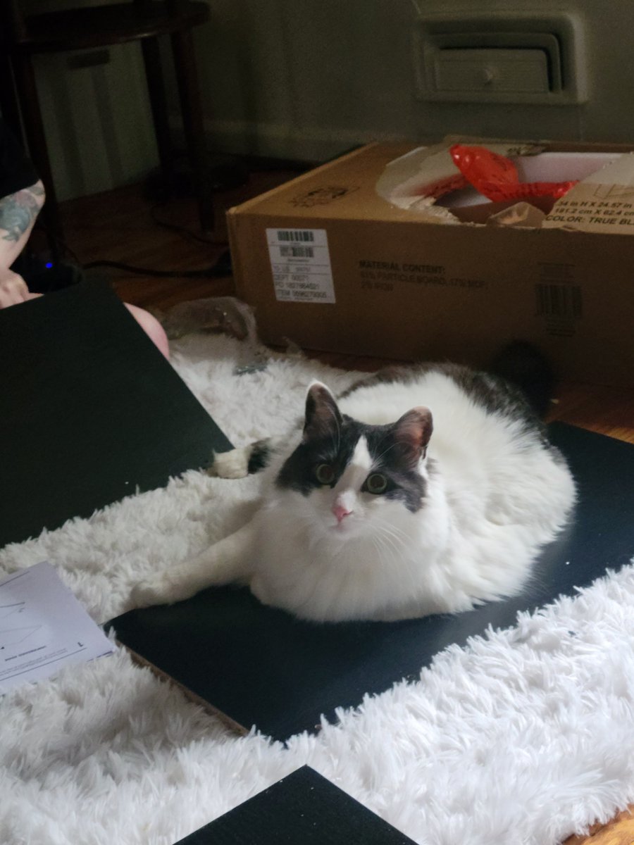 Luna makes building a new bookshelf Dark Souls hard.