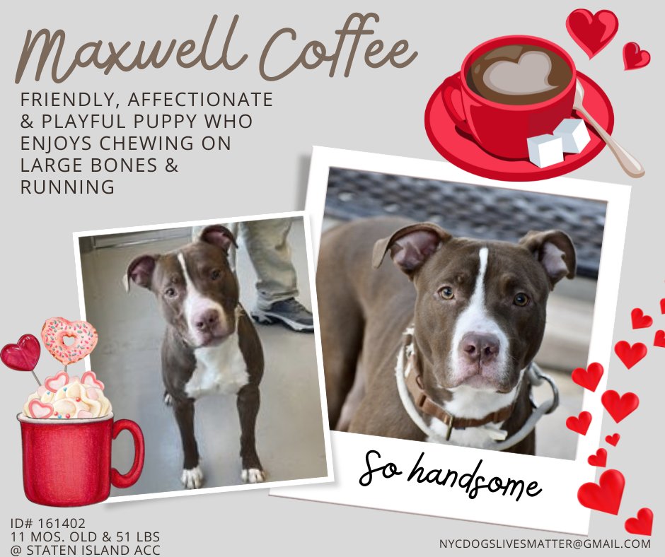 ckarr22's tweet image. Gorgeous baby, 11 mo/o MAXWELL is a child of divorce but his fate isn&apos;t therapy, it&apos;s DEATH. His shitty parents ditched him too; he&apos;s sad, stressed, not eating, not getting exercise or attn. He just wants to be a kid in a happy family but instead he got a #KillCommand. #FOSTER!