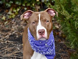 ckarr22's tweet image. Gorgeous baby, 11 mo/o MAXWELL is a child of divorce but his fate isn&apos;t therapy, it&apos;s DEATH. His shitty parents ditched him too; he&apos;s sad, stressed, not eating, not getting exercise or attn. He just wants to be a kid in a happy family but instead he got a #KillCommand. #FOSTER!