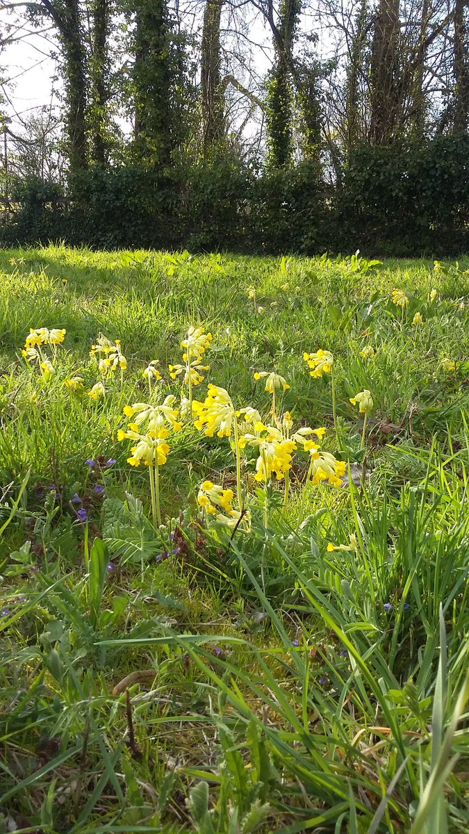 rachel_remnant's tweet photo. A beautifully peaceful evensong wander. With a #morrell (I think?) # cowslips galore at #BarEndMeadows plus a pair of #Bullfinch feeding in the willows beside #StCatherinesHill and an #EarlyBumblebee queen. https://t.co/84RlIz8GV1