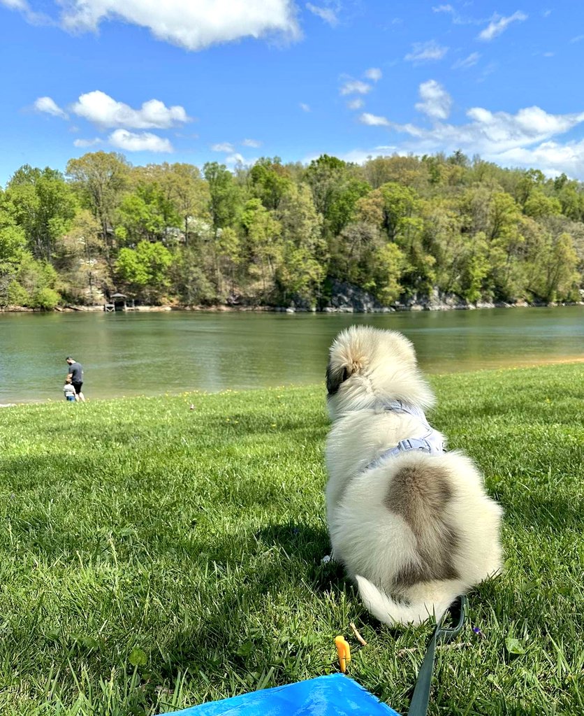 Entire_Cities's tweet photo. Welcome the newest addition.
This is Freyja, she is the bestest good girl. https://t.co/7I9B1N3iLr