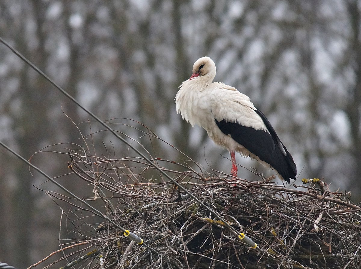 dotur57's tweet photo. Cloudy #Sunday in #Masuria

#mazury #poland #bociany #countryside #whitestork #bocianbiały #ciconiaciconia #stork #littlebirds #ptaki #birds #birdlovers #birdphotography #birding #wildlifephoto #birdingphotography #SpringIsComing #TwitterNatureCommunity https://t.co/YFEjAXwvjn