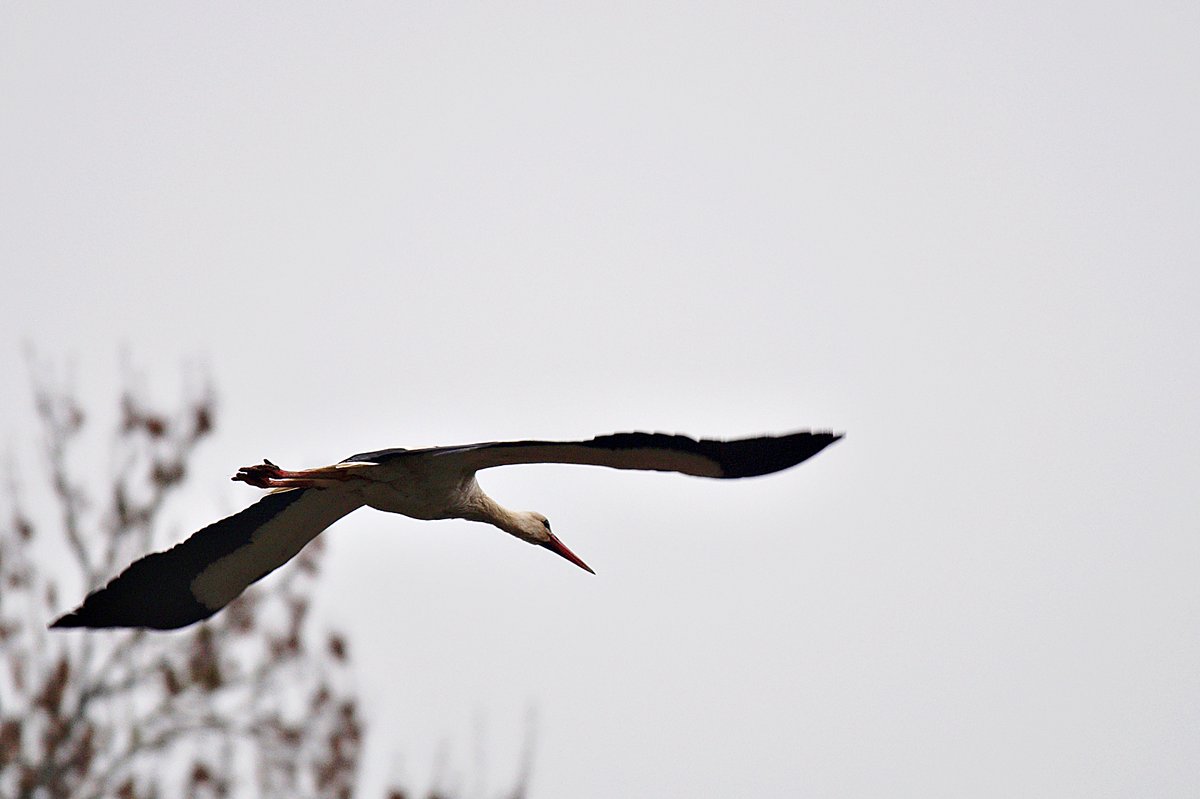 dotur57's tweet photo. Cloudy #Sunday in #Masuria

#mazury #poland #bociany #countryside #whitestork #bocianbiały #ciconiaciconia #stork #littlebirds #ptaki #birds #birdlovers #birdphotography #birding #wildlifephoto #birdingphotography #SpringIsComing #TwitterNatureCommunity https://t.co/YFEjAXwvjn
