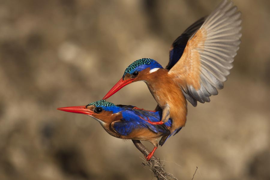 Not something you photograph everyday 🧐

#birdphotography #ikukasafaricamp #ruahanationalpark #tanzaniasafari #ThePhotoHour @birdnames_en