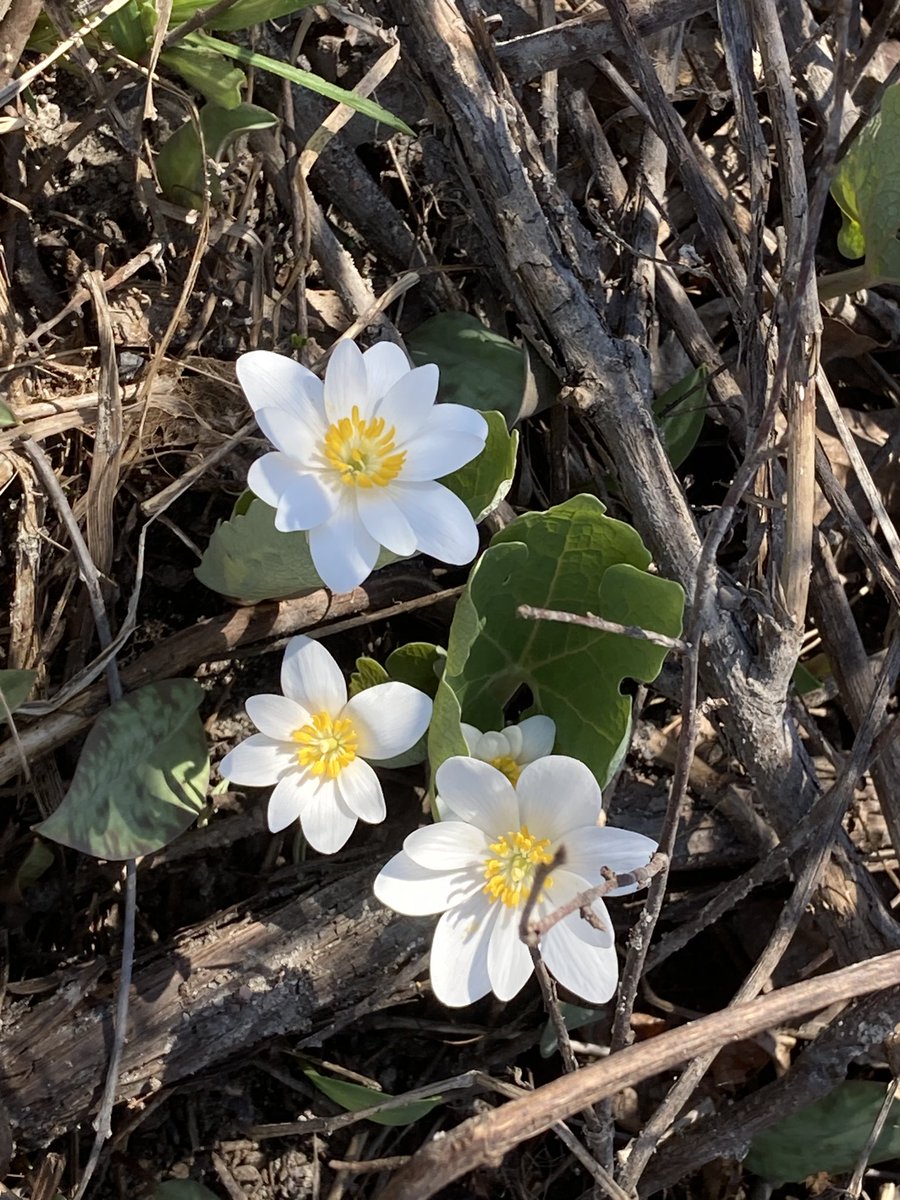 Such a lovely day for a walk! Spring has officially sprung in #NorthGrenville 😎