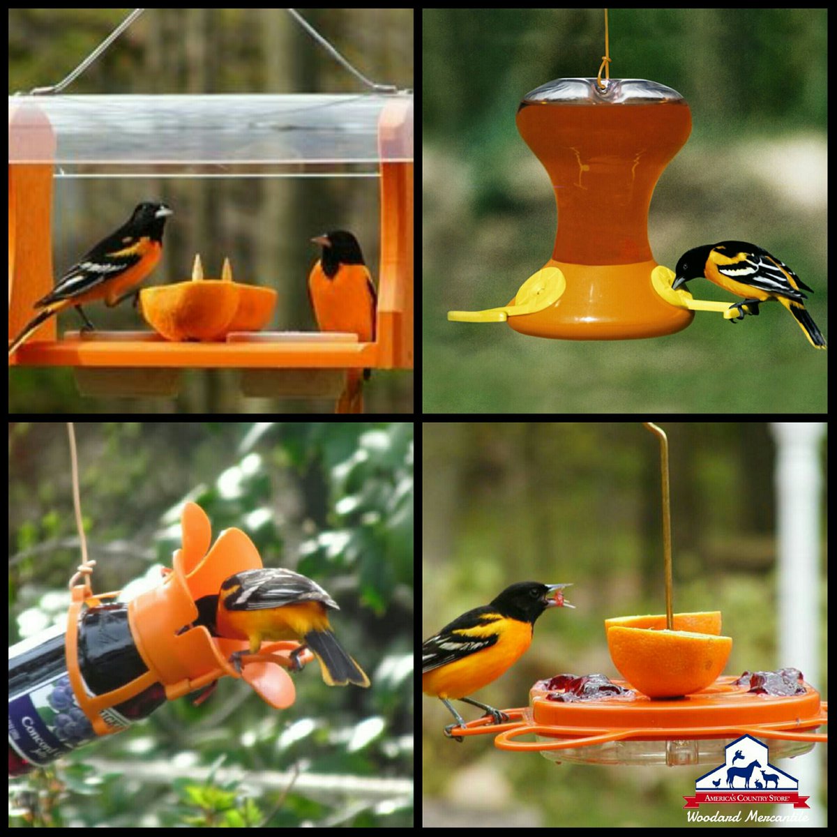 WoodMerc's tweet photo. It's time to get those orange Oriole feeders out! 

Stop by today for everything you need to attract these beautiful birds. Whether you want to offer fruit, nectar, jelly or all three. 

#woodardmercantile #spring #birds #birdwatching #orioles https://t.co/1kfHbWnEsa