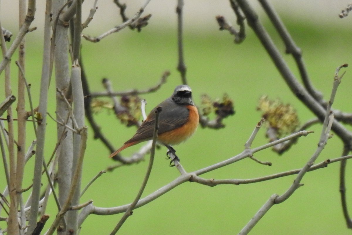 Bang on cue. Male Redstart at Turn Moss Playing Fields, Stretford, present all day (Sunday 16th). 13th-16th April are the optimum dates for this spring migrant here (5 personal records in recent years, with another on 5th May). @OurTurnMoss https://t.co/1E98LR0Nxl