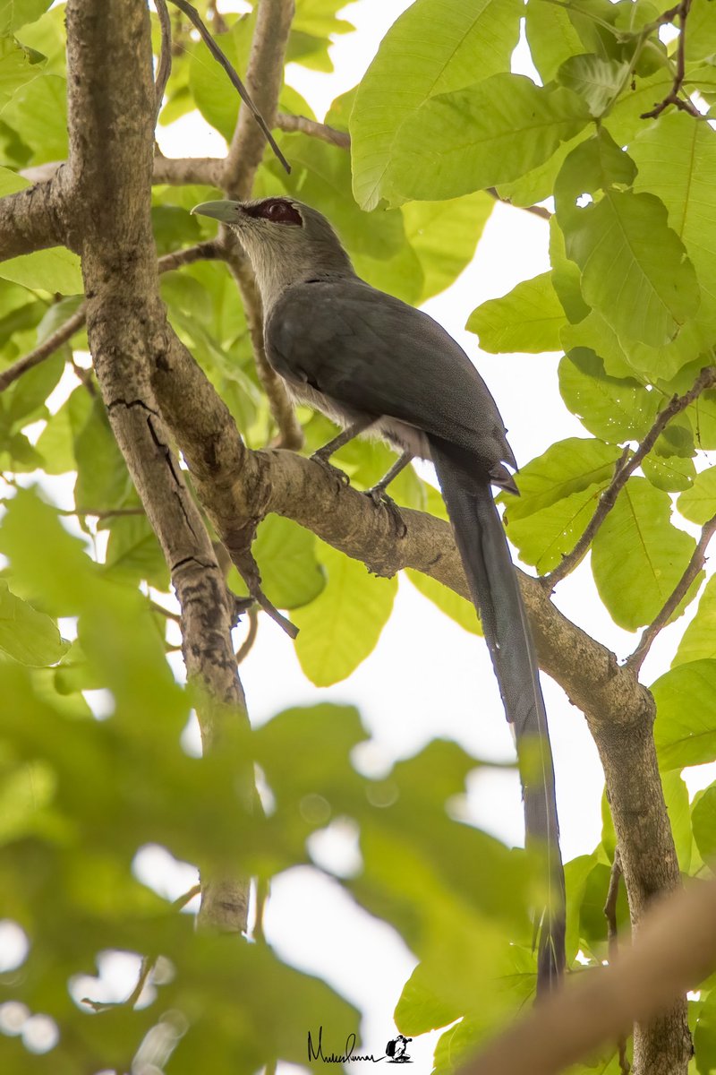 mukesh6022's tweet photo. Green-billed Malkoha
Horhap, Ranchi
April 23
@BirdWatchIndia
#birdphotography #birdsofjharkhand https://t.co/tfNQxiKUOO