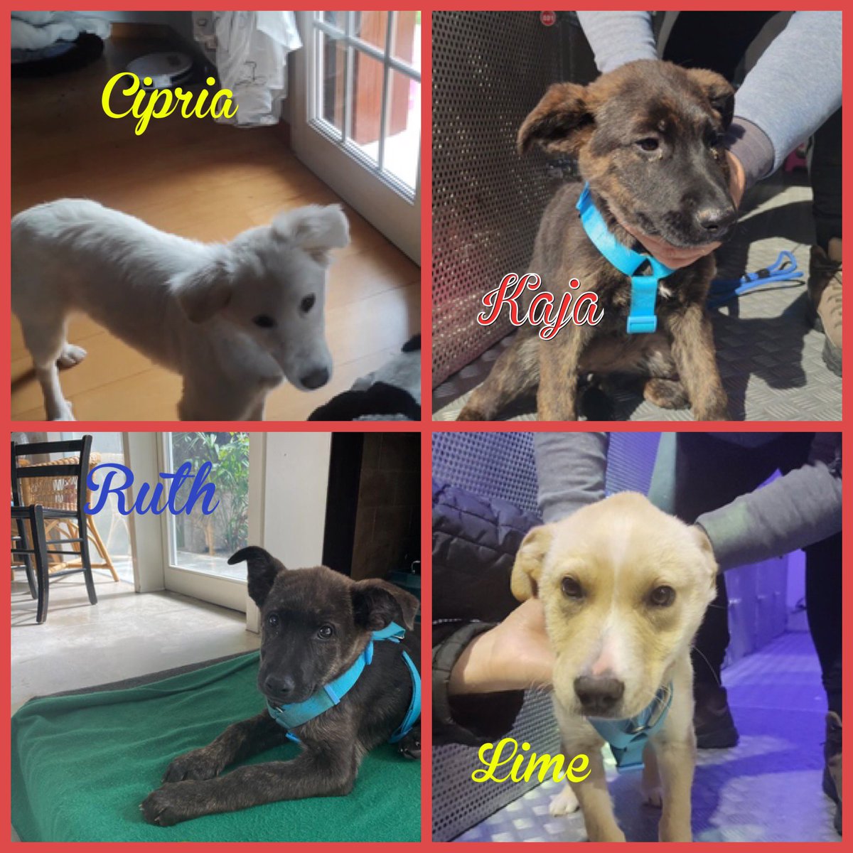 oasirifugiocr's tweet photo. Eccoli i primi 4 cuccioli partiti in questi giorni e arrivati a casa ❤️❤️❤️
Tre di loro adottati: Cipria, Ruth e Kakà
Lime in stallo a Roma in attesa di una bella adozione anche per lui
Buona vita cuccioli ❤️

https://t.co/KEPQzasFLU il video degli arrivi https://t.co/FC0ujFlHc2