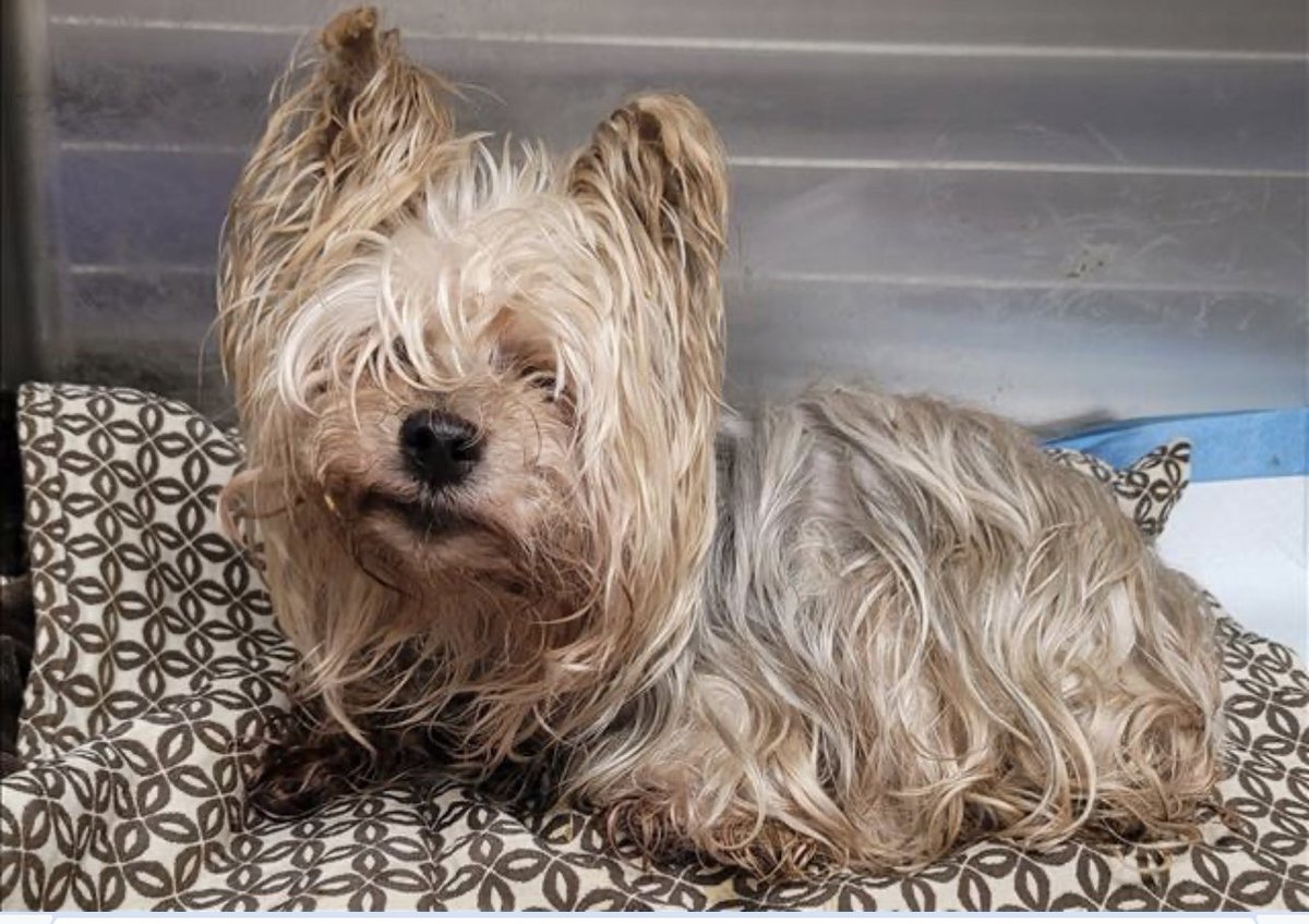 TheHerdHouse's tweet photo. Come as you are, as you were
As I want you to be
As a friend, as a fren
Meet Kurt Cobain!

He’s at Kevin & Phoenix’s shelter. Owner surrendered. Sched’d for euth tomorrow at 4pm.
Deity ResQ is going to bail him out. He’ll go right to their vet for a glucose test (maybe diabetes) & stay overnight. I will adopt Tues. morning.
Senior. Cataracts, malnourished, unkempt, needs a dental asap. Neutered! 
Smells like TINE spirit.
#OperationNirvana