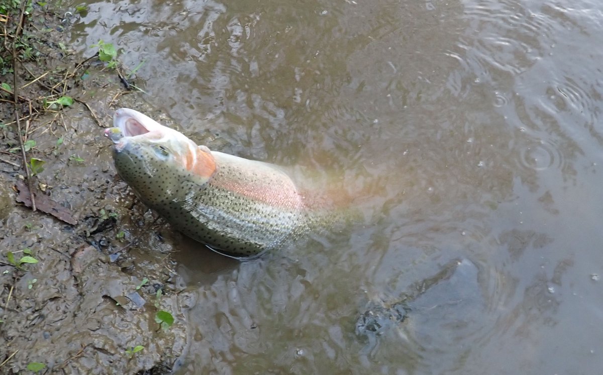 Two-foot rainbow, what's it mean?

I was not expecting a monster trout on my first outing of the year targeting cookie-cutter smallmouth bass. 
inreeltimefishing.blogspot.com/2023/04/two-fo…