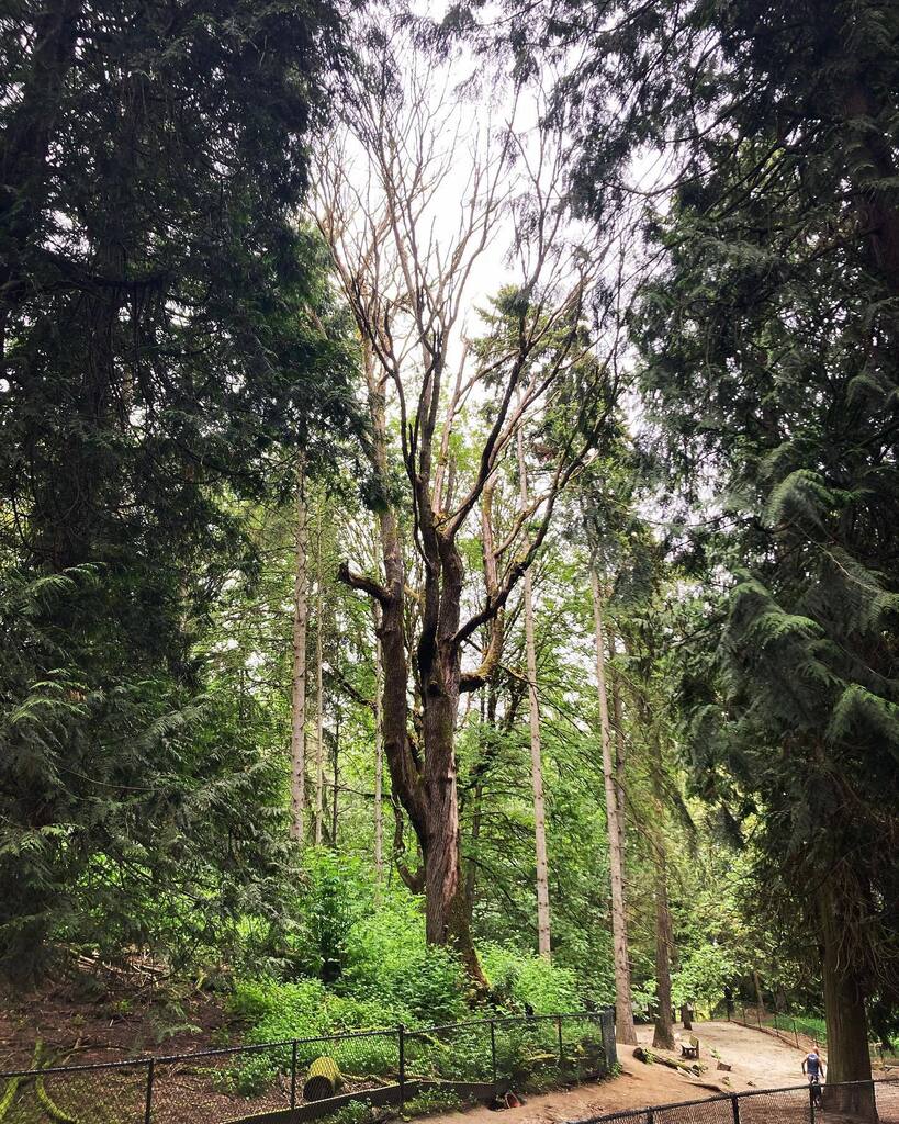 Have questions about sooty bark disease? We have an information session on Wednesday. ift.tt/KoBdOkv instagr.am/p/CrGtsw0xvWV/