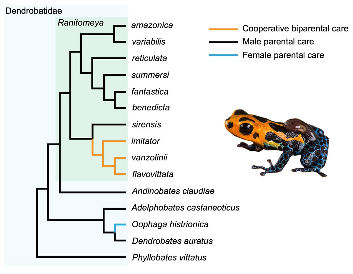 AnimBehSociety's tweet photo. We’re in hour 3 of #ABStakeover with @moss_etal, and it’s high time for some #FrogFacts 🐸. Did you know that neotropical poison frogs are not only toxic and colorful, but are also great parents? Check out the diversity in parental care modes 👇 https://t.co/sPZsfUAvBt