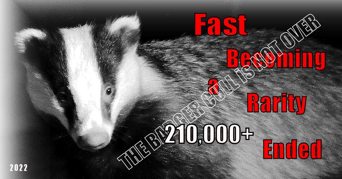 #Endthecull #badgermonday #badger #thebigone #stopthecull #nature #sciencefiction. Custodial responsibility forgotten for a quick sell of political advantage costing one more step towards  a silent nothingness.