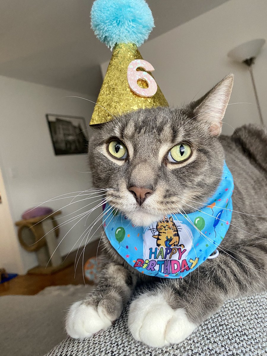 RoccoTheTiger's tweet photo. Birthday time! 🎉😻🥳 #CatsOfTwitter #birthday https://t.co/S64vFVul44