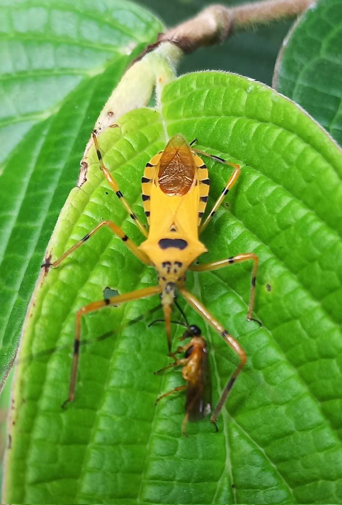 Insectos de formas maravillosas y fantásticas. Parecen ser lo que no son, Mantispidae *idéntico* a ciertas avispas como Synoeca. Un Cerambycidae (Acrocinus). Una mariposa Morpho. Un Reduviidae del genero Zelus.  ¡Colores y formas! #TaxonomiaAnimal @ICNUNAL