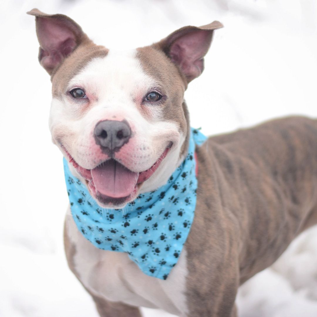 Find-A-Buddy NYC tweet media