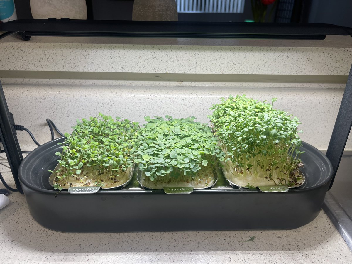 wtfcathy's tweet photo. The one garden/plant I cannot f*ck up #ingarden #microgreens https://t.co/dqZ1b5X7lz