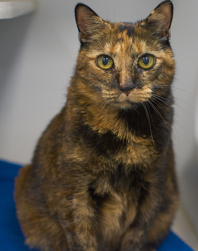 NYCDEATHROWCATS's tweet photo. THERE ARE 18 ANIMALS (2 CATS &amp; 16 DOGS) AT RISK FOR TUESDAY 4/18/23 DEADLINE IS NOON. PLEASE SHARE, FOSTER, ADOPT, TAG FRIENDS, POST TO SOCIAL MEDIA SITES, PLEDGE TO HELP SAVE THEIR LIVES. NEW PHOTOS https://t.co/Rt2PL8RaPy https://t.co/aHmnX0a6pV