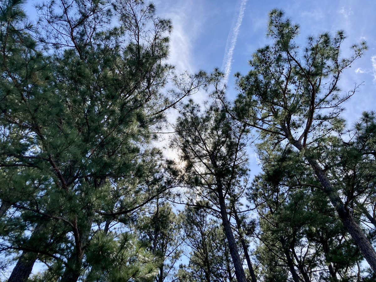 MartyCader's tweet photo. Carolina cul-de-sac cruising. Morning rain gave way to afternoon sunshine!🌞 #BiketoLive #LivetoBike https://t.co/Z4ab9Gg9yl