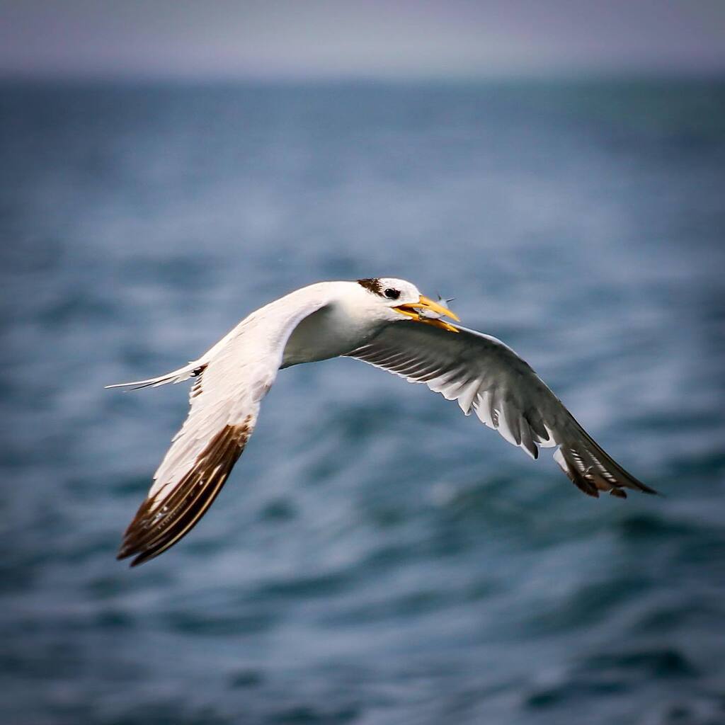 erickfernandov's tweet photo. #pescando #fishing #aves #naturaleza #nature #naturephotography #eos5dmark3 #eos #canon #birds #mar https://t.co/JMG1iaPKLq https://t.co/j5kvsf6kgo