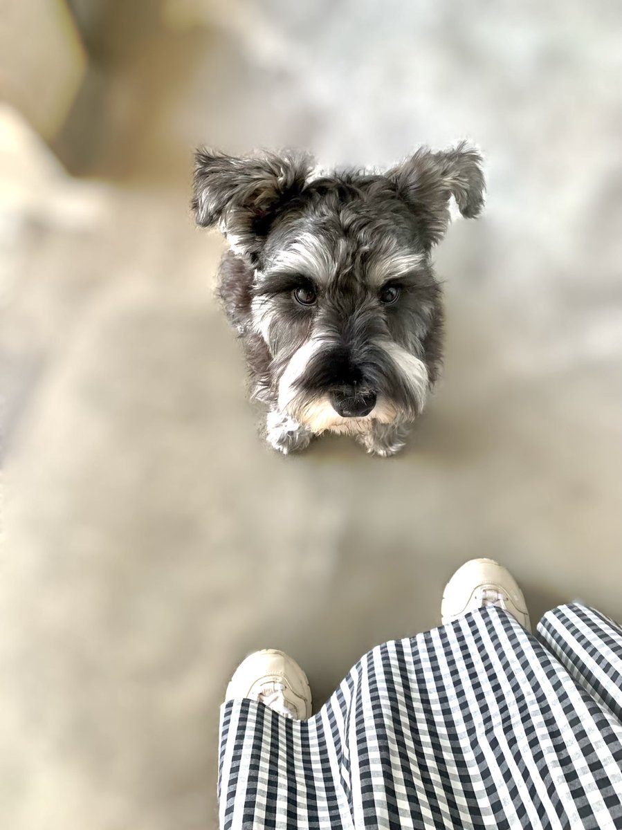 acp_0308's tweet photo. ぜったいに いかせない いぬ が
かいぬしのいえから とびだしてきた！

#犬がいる暮らし #ミニチュアシュナウザー https://t.co/8zNWZHfSAQ