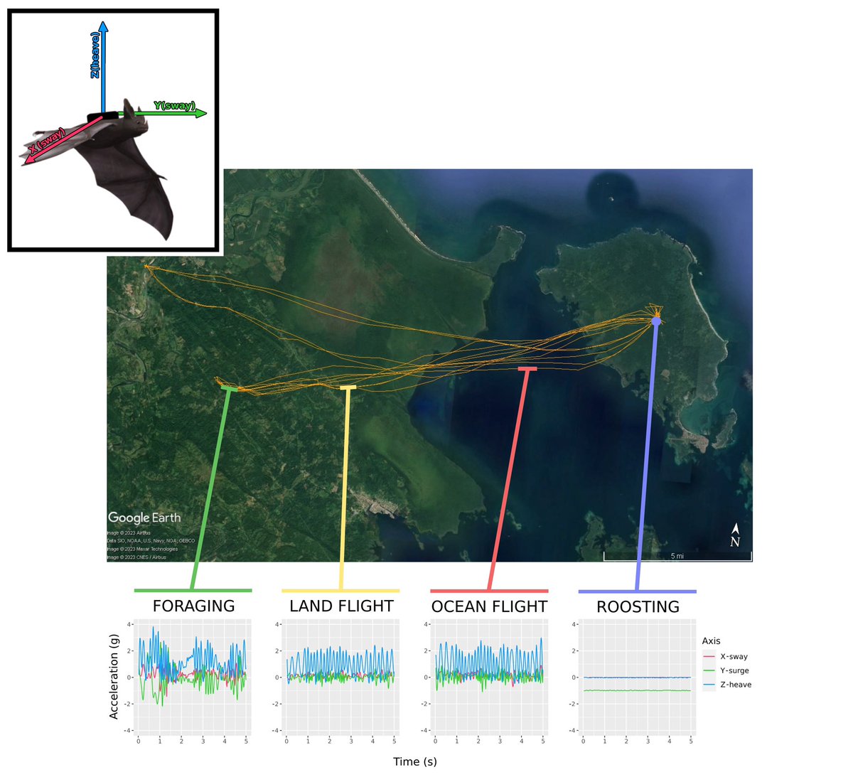 TravisBayer_'s tweet photo. (1)One of the most fascinating aspects of studying the movement of wildlife is the ability to get a glimpse into their secret lives and understand their decision making.
Some of my work preliminary on Greater spear-nosed bats in Panama 🇵🇦 #bats #movementecology #batresearch https://t.co/oz0uk6Z91Z