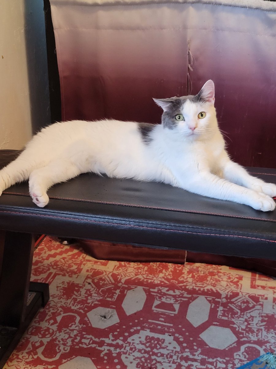 TotalRECarr's tweet photo. If you see this tweet, quote tweet it with the most recent picture you took of your pet, no cheating! https://t.co/RsHIyIdf6L
