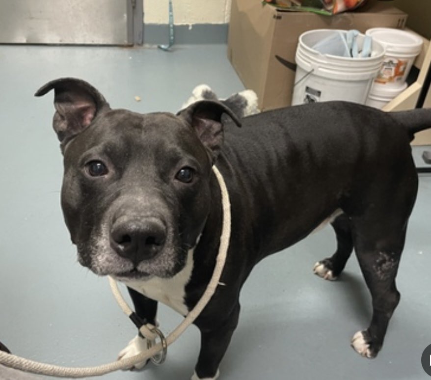 TomJumboGrumbo's tweet photo. His owner can no longer afford, so Bobo #166913 lost everything he loved in an instant. 5yo, he arrived under socialized with strangers and dogs, you can imagine he’s having a really hard time now. TBK in NYCACC Tuesday. Owner FAILED, we need to save him: please pledge RT Bobo! 
#RescueDogs #NewYork

https://t.co/AjtARmKrWz