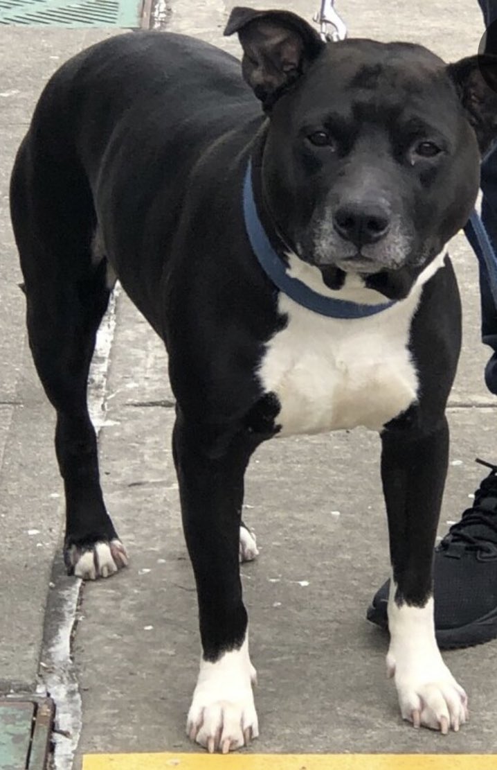 TomJumboGrumbo's tweet photo. His owner can no longer afford, so Bobo #166913 lost everything he loved in an instant. 5yo, he arrived under socialized with strangers and dogs, you can imagine he’s having a really hard time now. TBK in NYCACC Tuesday. Owner FAILED, we need to save him: please pledge RT Bobo! 
#RescueDogs #NewYork

https://t.co/AjtARmKrWz