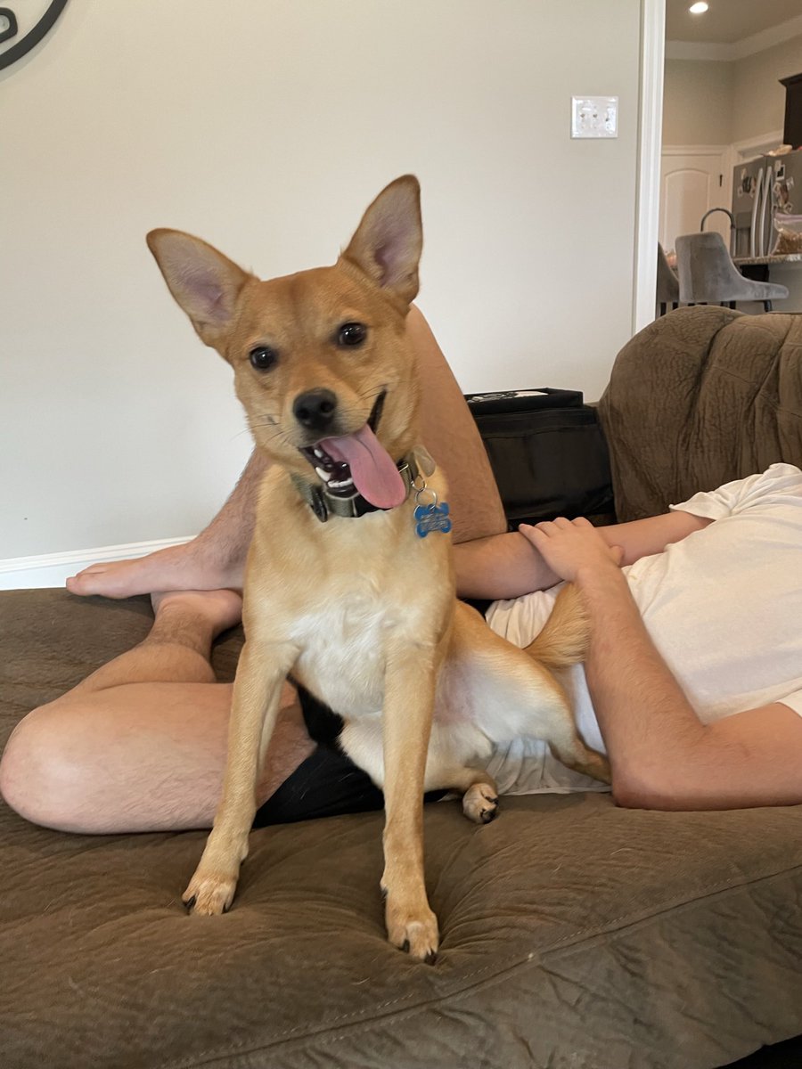 brittlofaso's tweet photo. Just adopted this sweet baby yesterday!!!🥰🥰🥰 https://t.co/p0TWO76ulO
