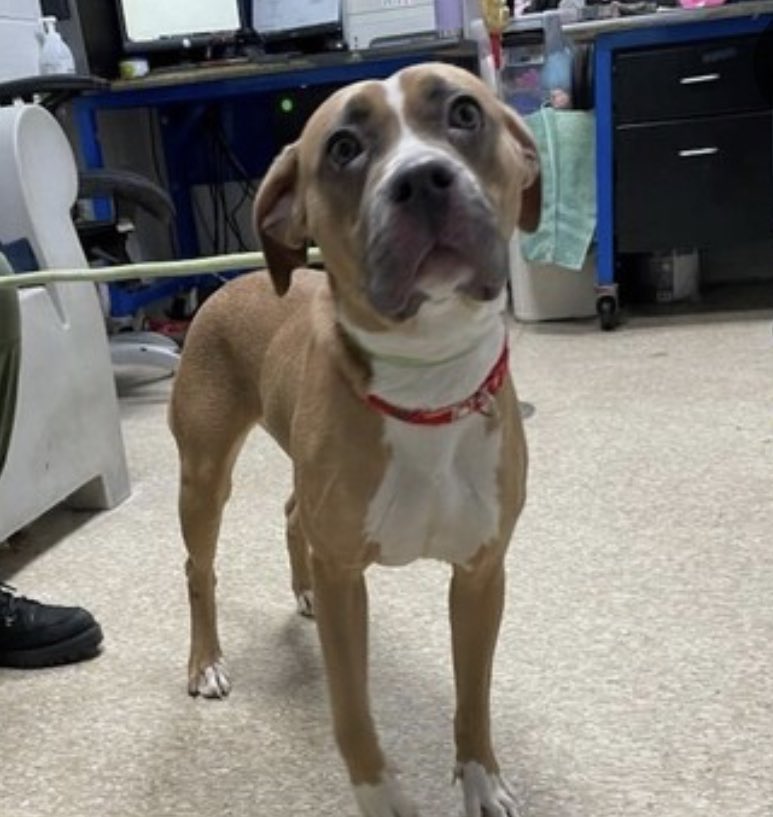 TomJumboGrumbo's tweet photo. HOURS LEFT, Jollibee Jones #166979 has been DELISTED in preparation to die in NYCACC. An underweight, terrified stay at just 2 years old, she deserves to live. Needs an adopter or foster urgently to be saved. Please pledge RT, reply for assistance. 
#RescueDogs #NewYork

https://t.co/TtiCBfDZcM