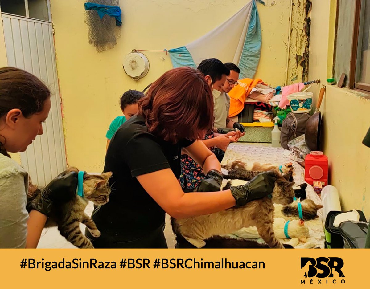 Brigada Sin Raza tweet media