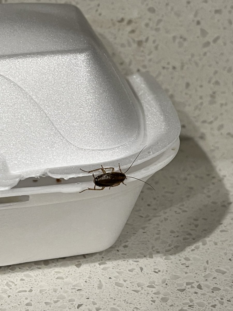 Official Rocky the Roofer tweet media