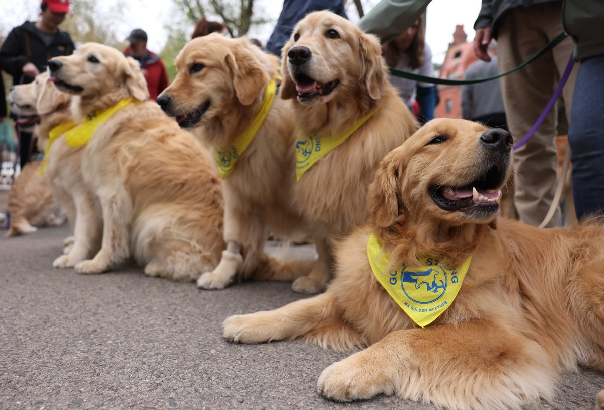 BostonGlobe's tweet photo. A sea of golden retrievers — more than 100 dogs deep — flooded the edge of the Boston Common Sunday morning, in memory of the Marathon’s official dog, Spencer, who died in February.

https://t.co/Yj3HsjoNTV https://t.co/MSmz5RiZI4