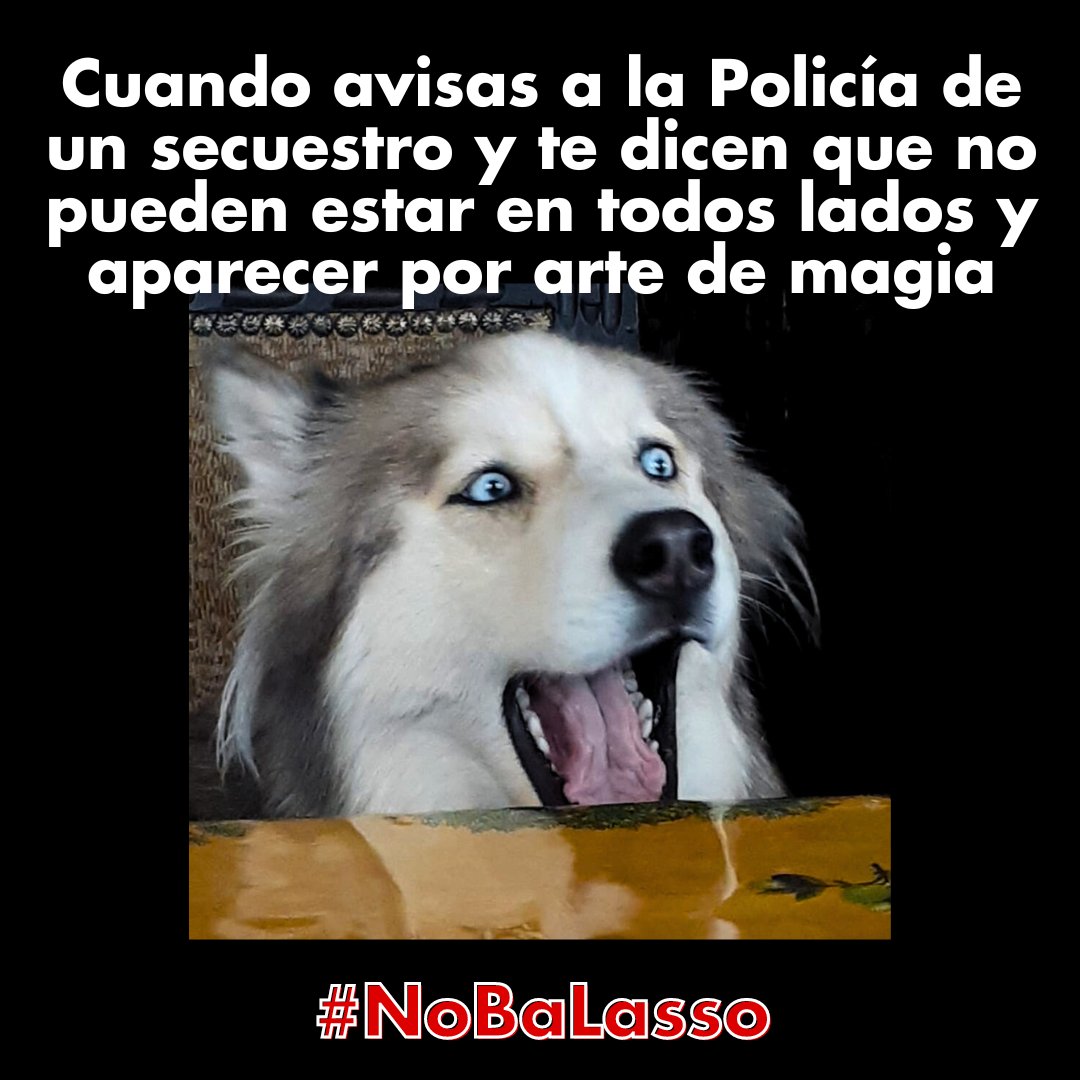 Frente al abandono del gobierno de Lasso y sus declaraciones culpando al pueblo de la inseguridad que vive:

¡Nosotrxs nos organizamos!
¡Juntxs nos protegemos!

#NoBaLasso #QueremosPazNoArmas