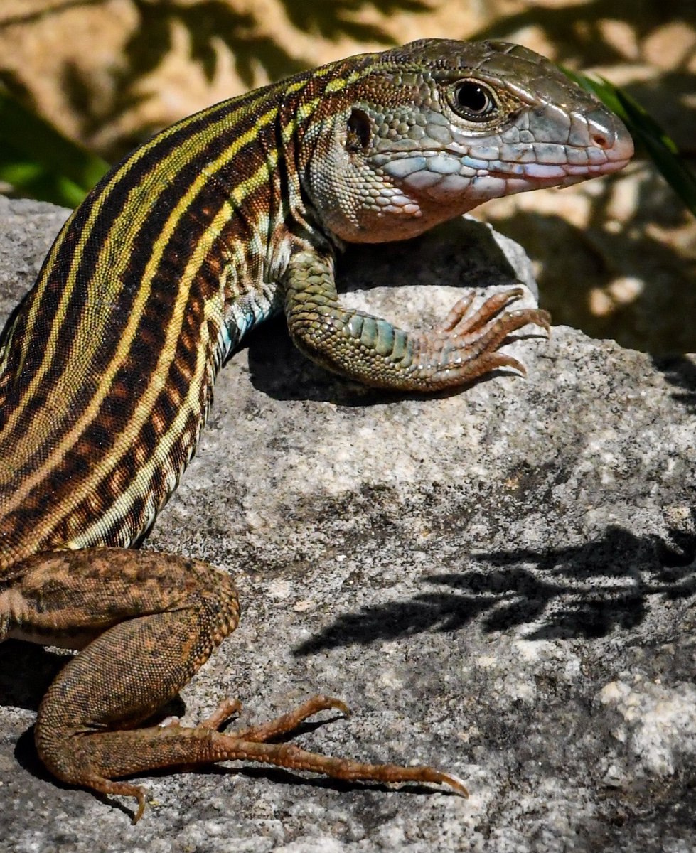 LanceWinter's tweet photo. I saw this whiptail lizard on a short walk in Wimberley today. It was pretty big and luckily didn’t seem to mind getting its picture taken. @TPWDnews  @USFWS @NikonUSA https://t.co/winphXwlv2