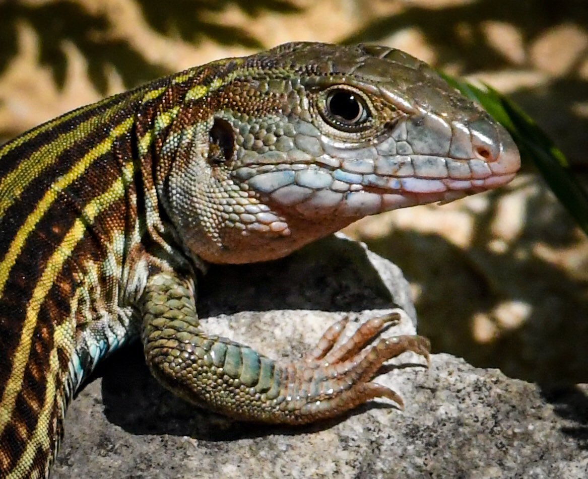 I saw this whiptail lizard on a short walk in Wimberley today. It was pretty big and luckily didn’t seem to mind getting its picture taken. <a href="/TPWDnews/">Texas Parks & Wildlife</a>  <a href="/USFWS/">U.S. Fish and Wildlife Service</a> <a href="/NikonUSA/">NikonUSA</a>
