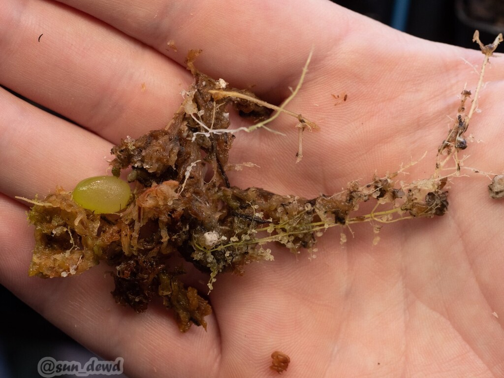 TheSunDewd's tweet photo. Grape with crunchy noodles?

Nope, I removed this tuber and stolon section from my pot of Utricularia quelchii.

#utriculariaquelchii #utricularia #utrics #bladderwort #carnivorousplants #carnivorousplant #plants #plant #savagegarden #garden #gardening #… https://t.co/4NG2qhNg4U https://t.co/x2ogWvAtW5