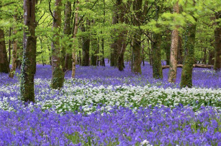You should never let a child wander alone into a bluebell wood. It is the faeries’ domain &amp; they will whisk it away forever. If an adult ventures in, faeries will lead them round in circles for hours, if not days, until someone bravely goes in to rescue them. #MythologyMonday