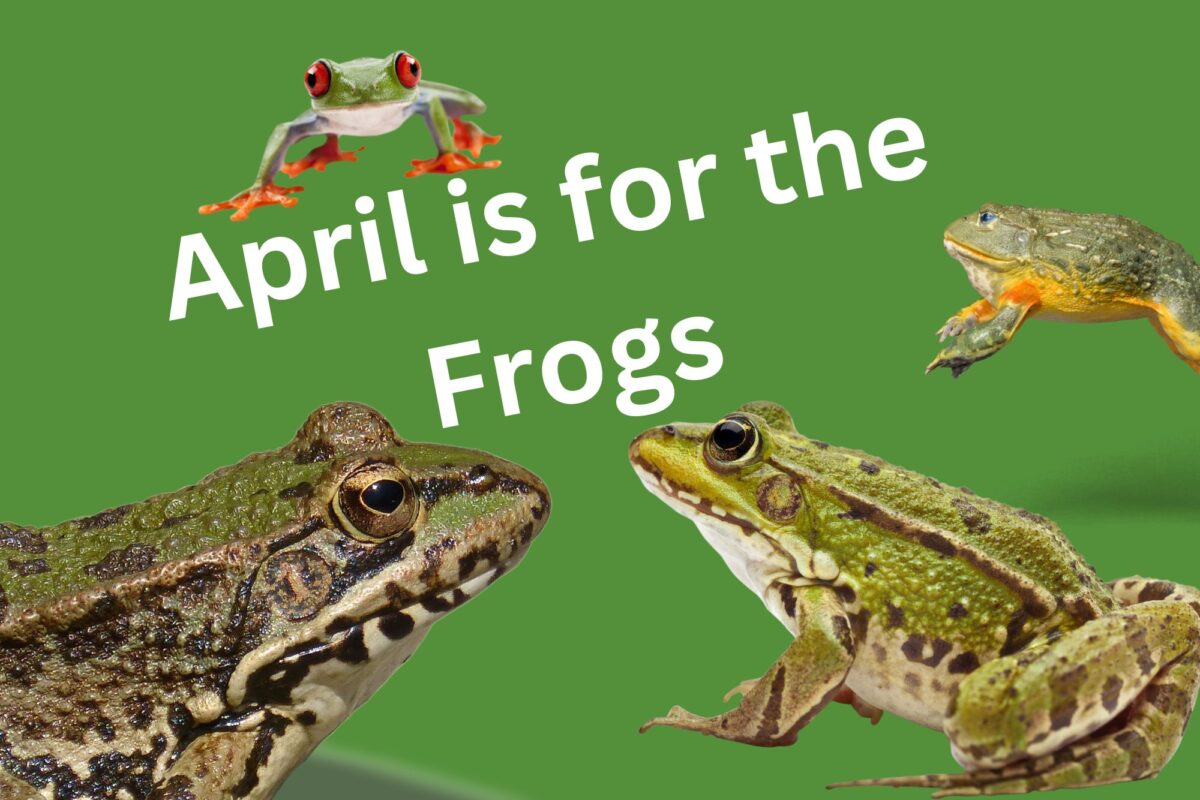 ccplonline's tweet image. Did you know April is #NationalFrogMonth? Now you do! So check out this awesome book list all about frogs from one of our librarians!
Read Here: ow.ly/Xvxk50NBonu
#CCPLOnline #LibraryBlog #ChildrensBookList
