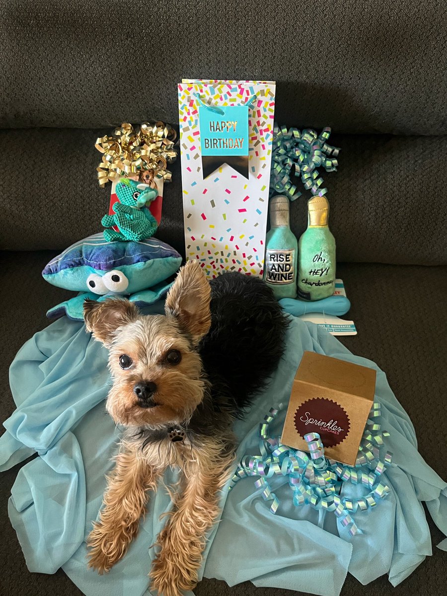 Happy #Birthday Moka! You're the Best #Doggy Ever!! 🎉💕🎁🎂 #GirlsBestFriend #puppybirthday #sprinklescupcakes #westhollywood #yorkshireterrier #yorkie