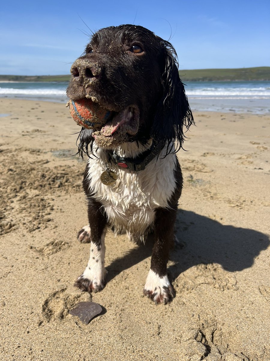 Storm seems to be getting a taste for #DaymerBay! @dogslovebeaches