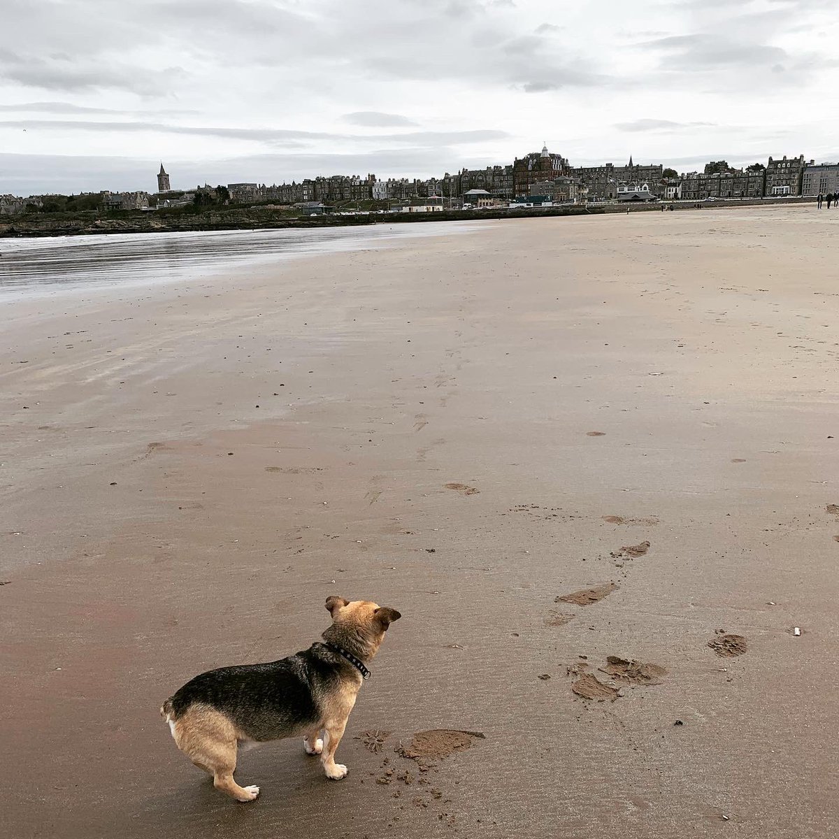 fancyclancyy's tweet photo. Another great day spent with my 3 best pals #standrews https://t.co/KdKXhfqRKJ
